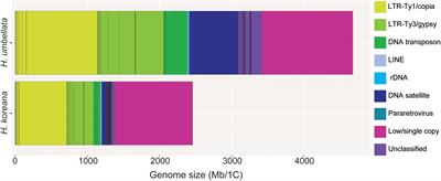 Genome Size Doubling Arises From the Differential Repetitive DNA Dynamics in the Genus Heloniopsis (Melanthiaceae)